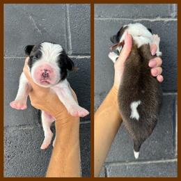 Brown - Mahogany and white male Saint Bernard puppy in Ladysmith, Wisconsin from Northwoods Saint Bernards