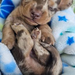 Chocolate and tan dapple male - Dapple male Dachshund puppy in Belle Rive, Illinois from Akin's Miniature Dachshunds, LLC