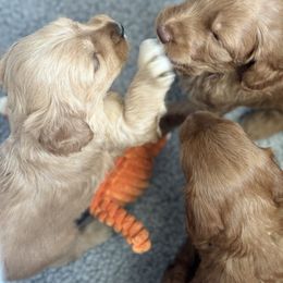 Australian Labradoodle Puppies from My Three Doodles
