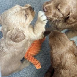 Australian Labradoodle Puppies from My Three Doodles