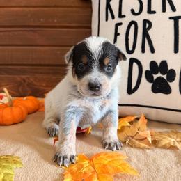 Black Collar - Blue male Australian Cattle Dog puppy in Nevada, Missouri from Back Road Dog Company, LLC