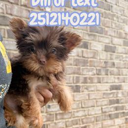 Boy 1 - Chocolate and tan male Yorkshire Terrier puppy in Mobile, Alabama from Ace of Spades Yorkies