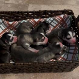 Girl 1 - Wolf sable female Pomsky puppy in Venus, Pennsylvania from Hemlock Pines Pomsky