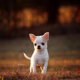 Chihuahua Puppies from DiLusso Chihuahuas