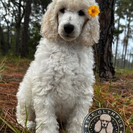 Elara - White female Poodle puppy in Spring Hills, Florida from The Olympus Standard Poodle