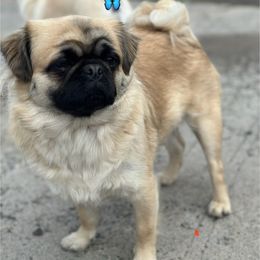 Maple Bean - Pug