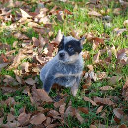 Vixen - Blue mottled female Australian Cattle Dog puppy in Buffalo Valley, Tennessee from Buffalo Valley Breeders