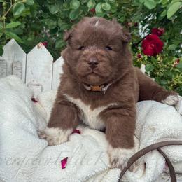 Boy 3 - Red and white male Siberian Husky puppy in Tulsa, Oklahoma from EvergreenEliteKennel