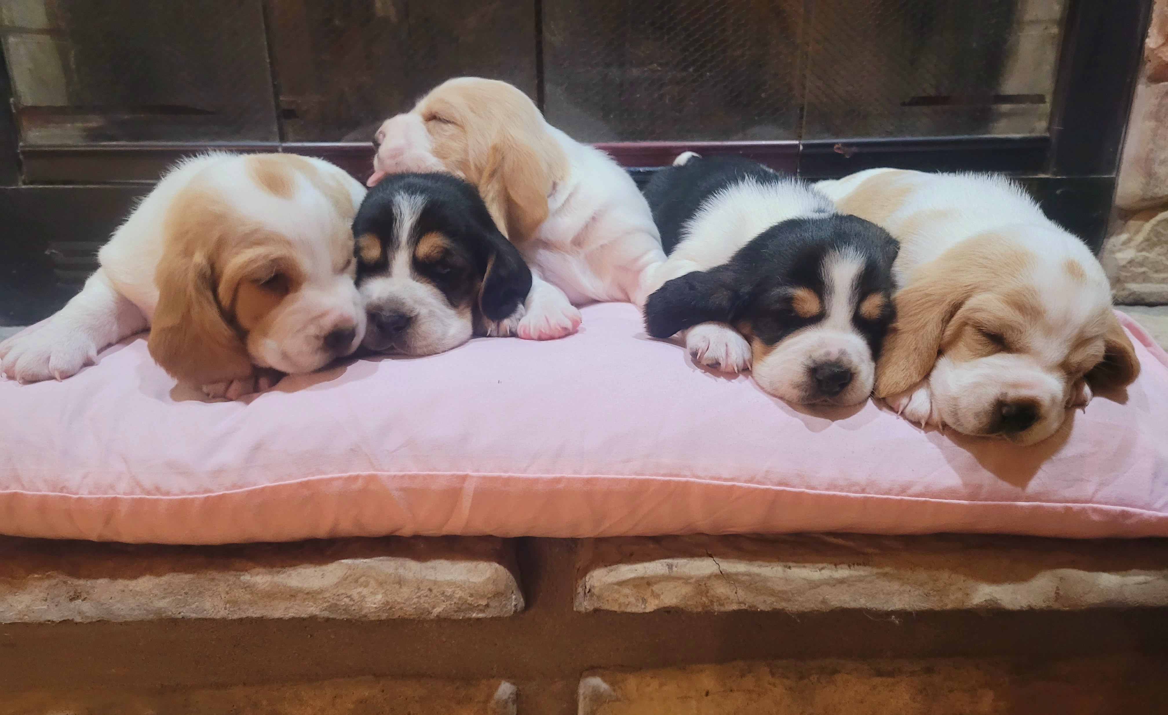 Basset Hounds from Freeman's Floppy Eared Bassets