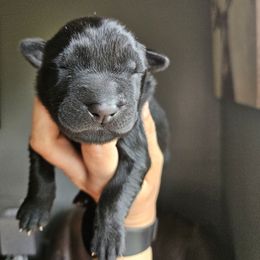 Boy 3 - Black male Xoloitzcuintli puppy in Ethridge, Tennessee from Royalty Reigns Xolos