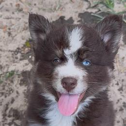 Mickey - Chocolate male Pomsky puppy in Spring Hill, Florida from PDQ Pomskies