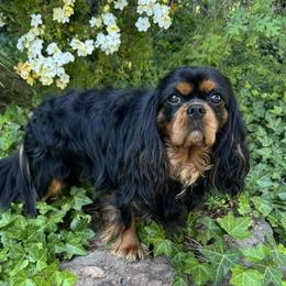 Charlie - Cavalier King Charles Spaniel