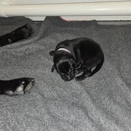 Purple collar Girl 2 - Labrador Retriever puppy from Foundation Retrievers