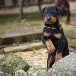 Doberman Pinscher Puppies from Laurel Vail