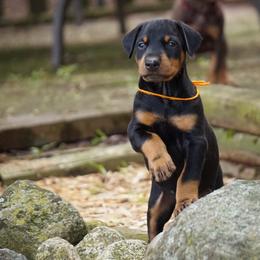 Doberman Pinscher Puppies from Laurel Vail