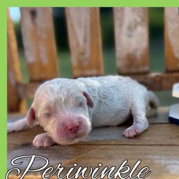 Periwinkle - Cream female Cockapoo puppy in Clinton, Oklahoma from Enchanted Spaniels