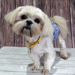 Leo - Shih Tzu