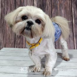Leo - Shih Tzu