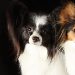 Irish Setters and Papillons from Cloud Papillon