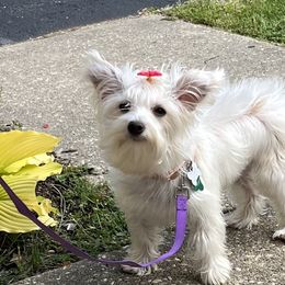 Yorkshire Terriers from Doc's Dog Den