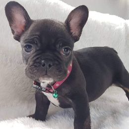 French Bulldogs from Georgia Star Frenchies