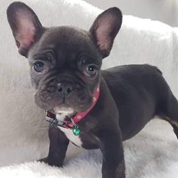 French Bulldogs from Georgia Star Frenchies