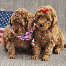 Poodle puppies from Kandyland Kennels