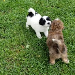 Chinese Crested, Miniature American Shepherd, and Aussiedoodle Puppies from Rosewood companions