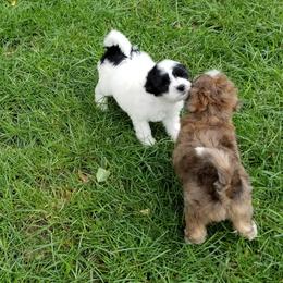Chinese Crested, Miniature American Shepherd, and Aussiedoodle Puppies from Rosewood companions