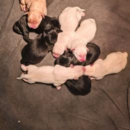 Black Female 1 - Black female Labrador Retriever puppy in Conway, Missouri from Patton's Triple Pine Farm