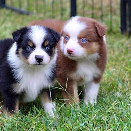 Miniature Australian Shepherd and Toy Australian Shepherd Puppies from Riverbark