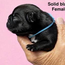 Black 2 - Black female French Bulldog puppy in Clifton, Texas from Blue Ribbon French Bulldogs