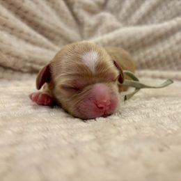 Sage - Apricot male Cavapoo puppy in Hawthorne, Florida from Loblolly Ranch