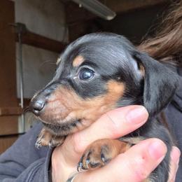 Pepper's black and tan smooth boy - Black and tan male Dachshund puppy in Caldwell, Idaho from Dozendachs