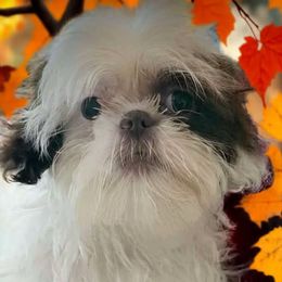 Sweet Pea - Liver and white female Shih Tzu puppy in Tallahassee, Florida from Bows and Bow Ties