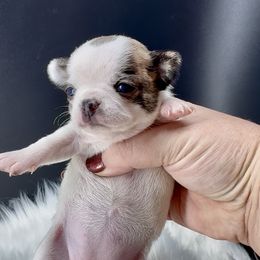Prancer - Fawn brindled black female Chihuahua puppy in Simpsonville, South Carolina from N&T's Chihuahuas