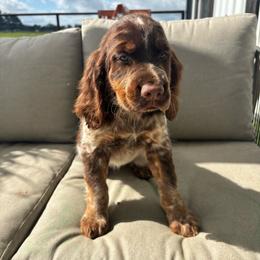Maisie - Tri-Roan female English Springer Spaniel puppy in Lincoln, Texas from LeeCo. Springers