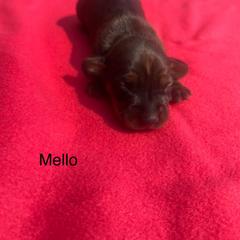 Dachshund Puppies from Dachshunds of Tales