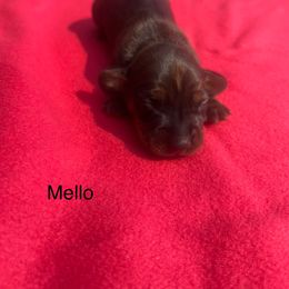 Dachshund Puppies from Dachshunds of Tales