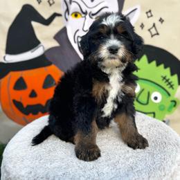 Frankie - Tri-color male Bernedoodle puppy in Bountiful, Utah from EasyBreezyDoodles