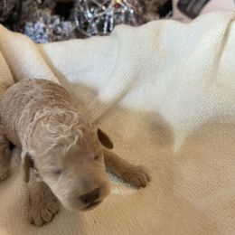 Jax - Cream male Goldendoodle puppy in Hackleburg, Alabama from The Doodle Patch