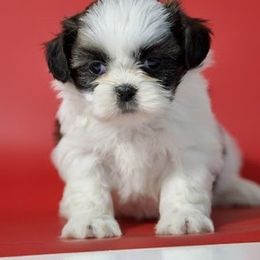 Girl 2 - Black gold and white female Shih Tzu puppy in Middleborough, Massachusetts from Shih Tzu Pups