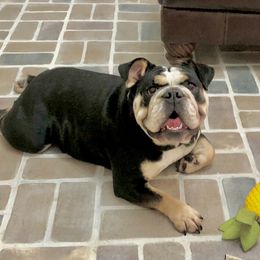 Priscilla - Bulldog