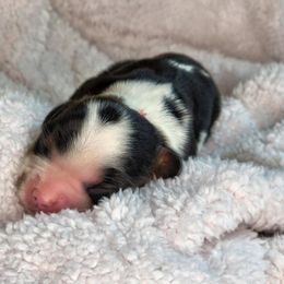 Cavalier King Charles Spaniel Puppies from The Country Beehouse