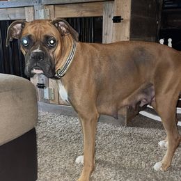 Bliss - Boxer