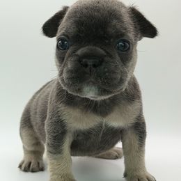 Freshie - Tricolors female French Bulldog puppy in San Leandro, California from City of Frenchies