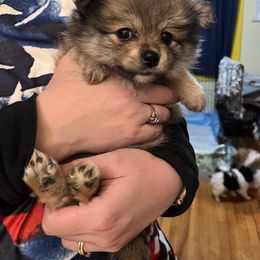 Companion Cross and Pomeranian Puppies from Pike River Pomeranians