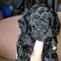 Male Black "Coal" - Black Poodle puppy in Blue Eye, Missouri from Blue Eye Hills