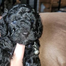 Male Black "Coal" - Black Poodle puppy in Blue Eye, Missouri from Blue Eye Hills