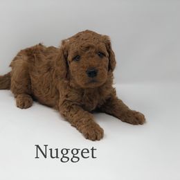 Goldendoodle Puppies from Beloved Texas Doodles